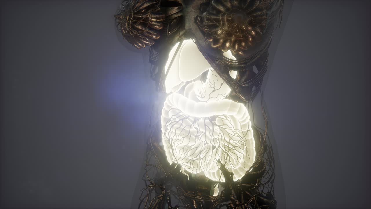 目に見える消化器系を持つ人体