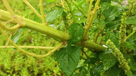 hojas verdes húmedas después de la lluvia