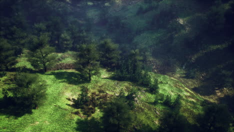 aerial view of a lush green forest hills