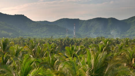 lush palm tree forest with distant hills and radio towers in the background, serene setting