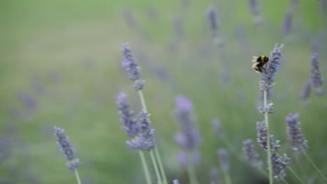 Abejorro-Volando-En-Lavanda