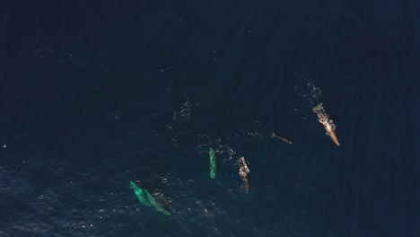 Clip-De-Dron-De-Una-Familia-De-Ballenas-De-Seis,-Nadando-Juntos-Hasta-La-Superficie-En-El-Océano-Azul-Oscuro-En-Madeira