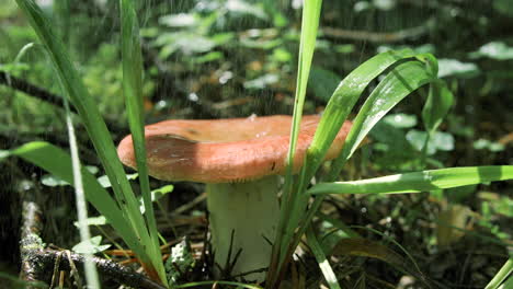 rain-drenched mushroom in forest