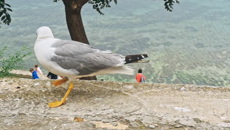 seagulls walking by the beach against natural blue water background.