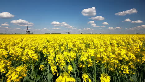 dutch canola field with windmills