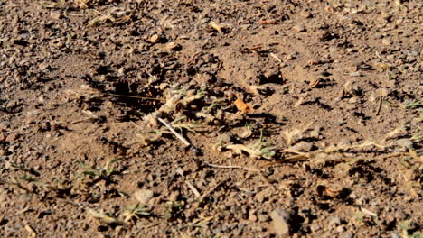 hormigas, hormigas negras que llevan alimentos y suministros a su colonia de hormigas