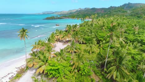 Aerial-flyover-palm-tree-plantation-with-sandy-beach-and-blue-Caribbean-Sea-at-playa-rincon