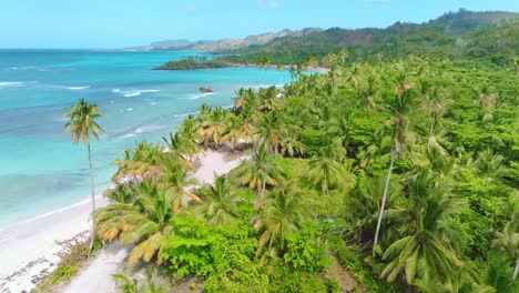 aerial flyover palm tree plantation with sandy beach and blue caribbean sea at playa rincon