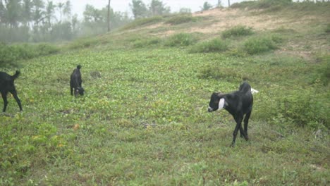 goats eagerly eat young green grass