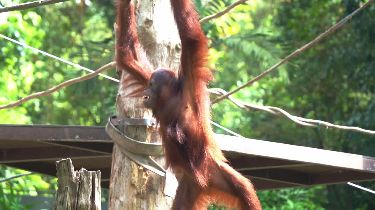 Red fur great apes orangutan climbing across obstacles, grasping on the rope with its long and powerful limbs at the playground at Singapore zoo, Southeast Asia, handheld motion shot