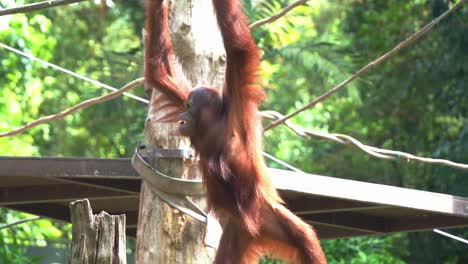 red fur great apes orangutan climbing across obstacles, grasping on the rope with its long and powerful limbs at the playground at singapore zoo, southeast asia, handheld motion shot