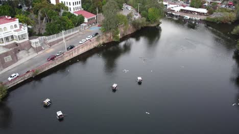 Four-rowing-boats-sailing-on-De-la-Olla-dam-with-groups-of-white-ducks-swimming