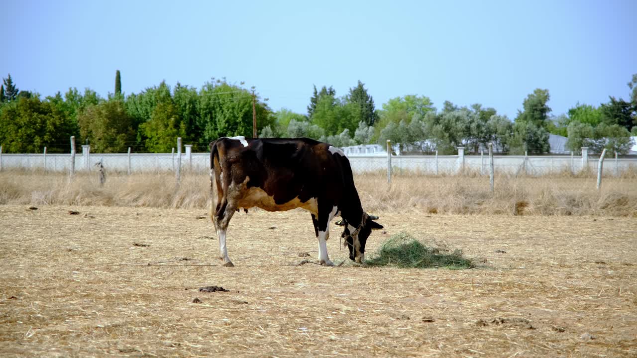 소는 말린 풀을 먹고 카메라를 쳐다본다.