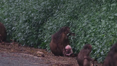 bear macaque, macaca arctoides, 4k footage