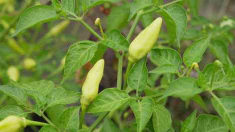 close up of green chili pepper plant with ladybug exploring textured terrain