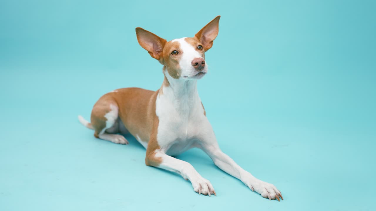 바닥에 누워있는 개