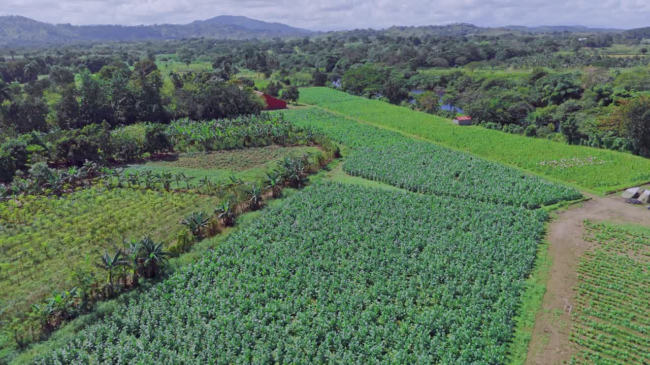 Aerial flyover green Tobacco Plantaiton on sunny day between palm trees. Countryside fields in Dominican Republic,. Wide shot.