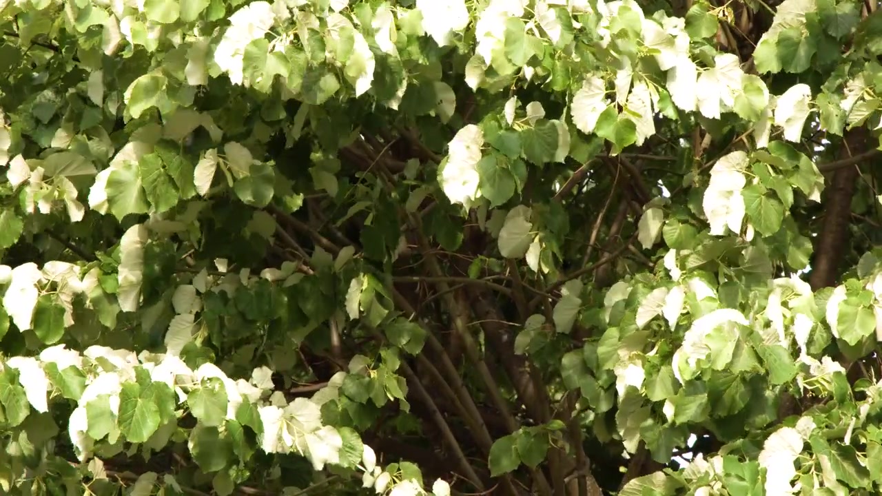 Inquadratura media statica di fitti rami d'albero con foglie verdi e bianche in piena luce diurna