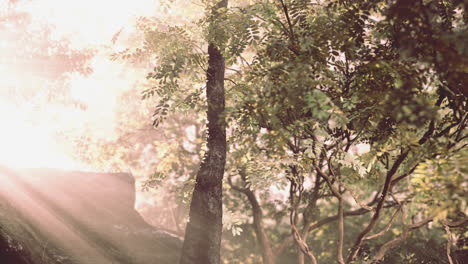 sunlight filtering through forest canopy