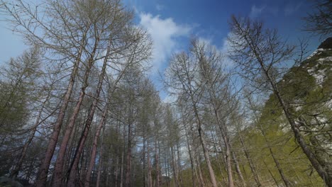 Wide-angle-of-bare-trees-against-blue-sky-in-snowy-Italian-springtime-mountains