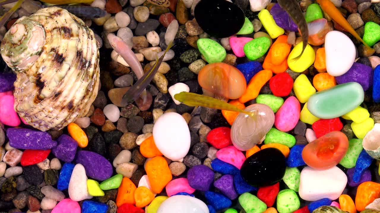 peces bajo el agua en un acuario colorido