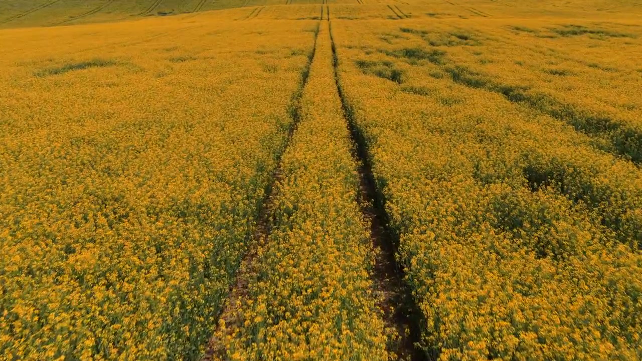 Vista aerea con drone di una grande chioma di albero deciduo accanto a un campo di colza giallo vivido con tracce di trattore nella calda luce del pomeriggio, Moravia, Repubblica Ceca