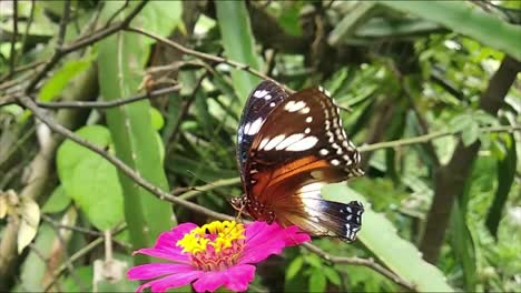 black butterfly perched on a red flower in the wild forest