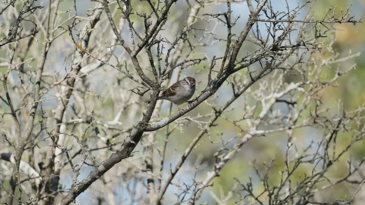 A little Chipping Sparrow sitting in a leafless tree - Spizella passerina