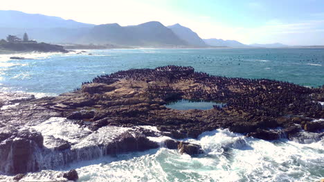 massive flock of cormorants sitting on rocks next to atlantic ocean, others flying past in big numbers as waves break onto rock