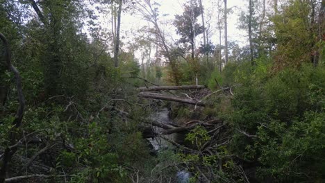Umgestürzte-Bäume-über-Econfina-Creek-In-Der-Nähe-Von-Florida-Trail-In-Florida-Panhandle