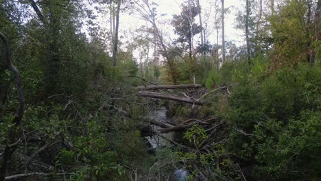 Downed-trees-over-econfina-creek-near-Florida-trail-in-Florida-Panhandle