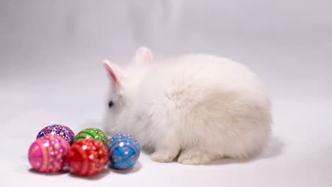 cute white rabbit with colorful easter eggs