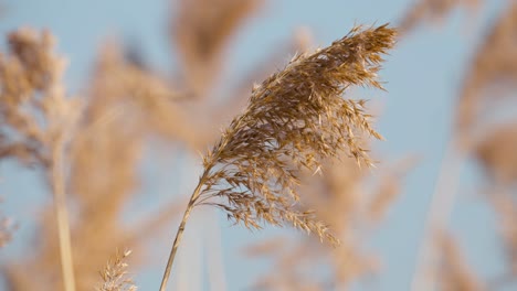 Gemeines-Schilf,-Das-In-Zeitlupe-Gegen-Den-Blauen-Himmel-Schwankt