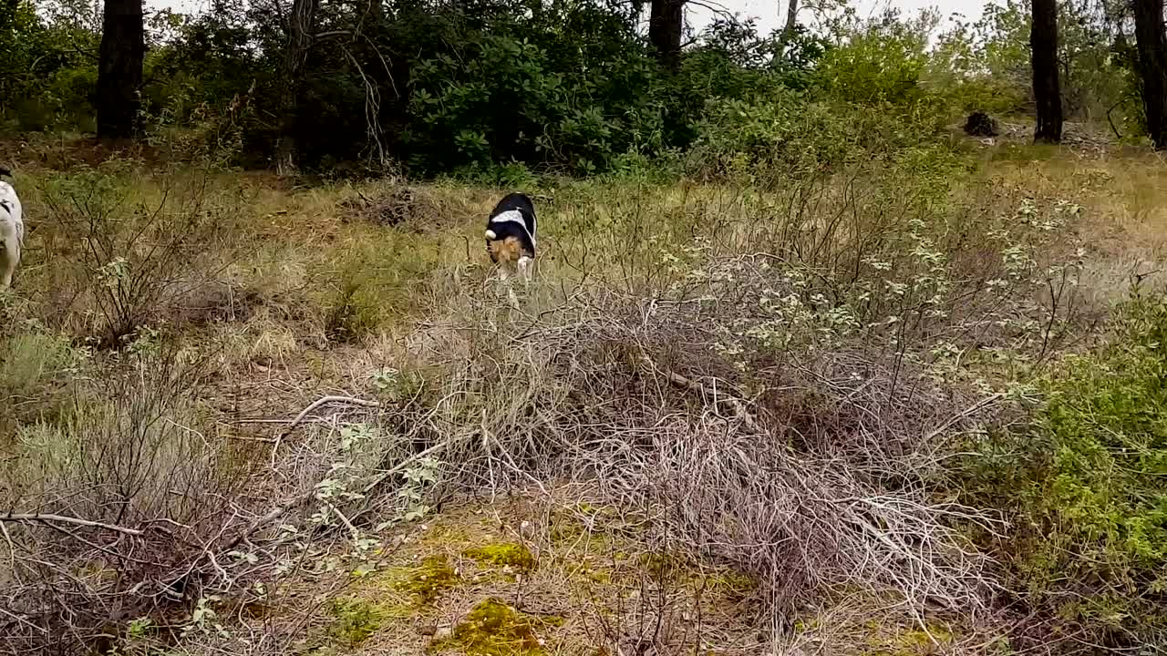 yendo a cazar con dos perros de caza en el campo.