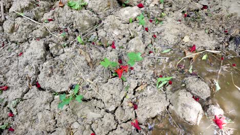 Wasserfluss-Im-Granatapfelgarten-Im-Frühling,-Trockener-Boden,-Grünes-Blatt-Und-Blühende-Blume,-Rote-Blüte-Auf-Rissigem-Boden-Des-Obstgartens