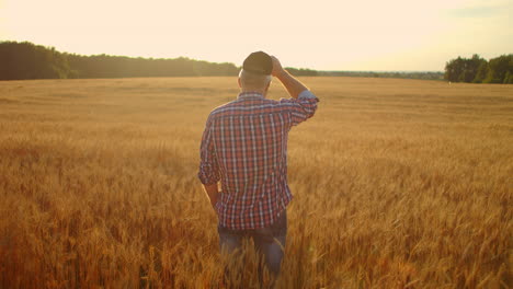 view from the back an elderly male farmer in a field of wheat looks into the sunset. farmer in the field of rye view from behind