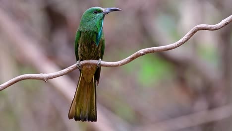 El-Abejaruco-De-Barba-Azul-Se-Encuentra-En-La-Península-De-Malaya,-Incluida-Tailandia,-En-Claros-De-Bosques-Particulares