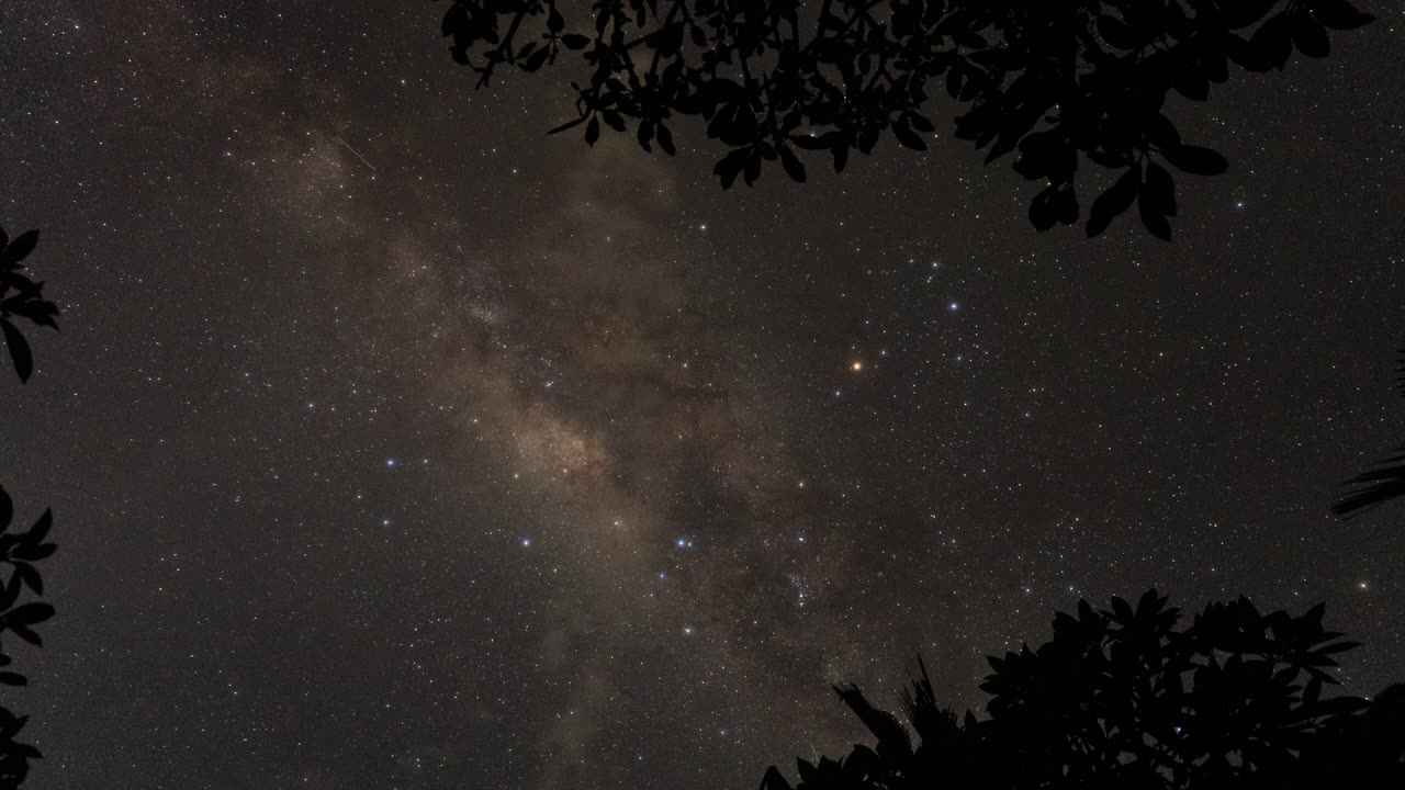 Milky Way Through Trees at Night