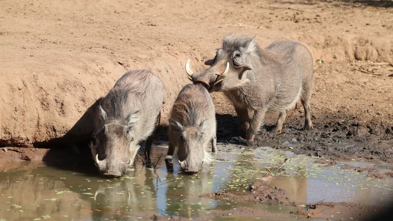 Wide shot of a female warthog drinking with her young while a male warthog is smelling the rear end, Tuli Botswana.
