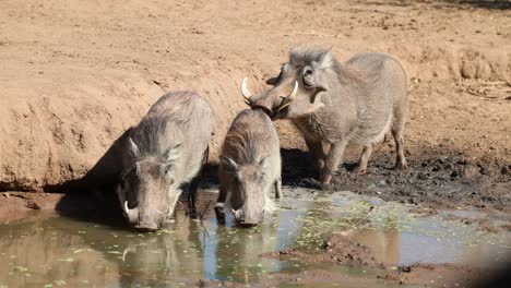 wide shot of a female warthog drinking with her young while a male warthog is smelling the rear end, tuli botswana.