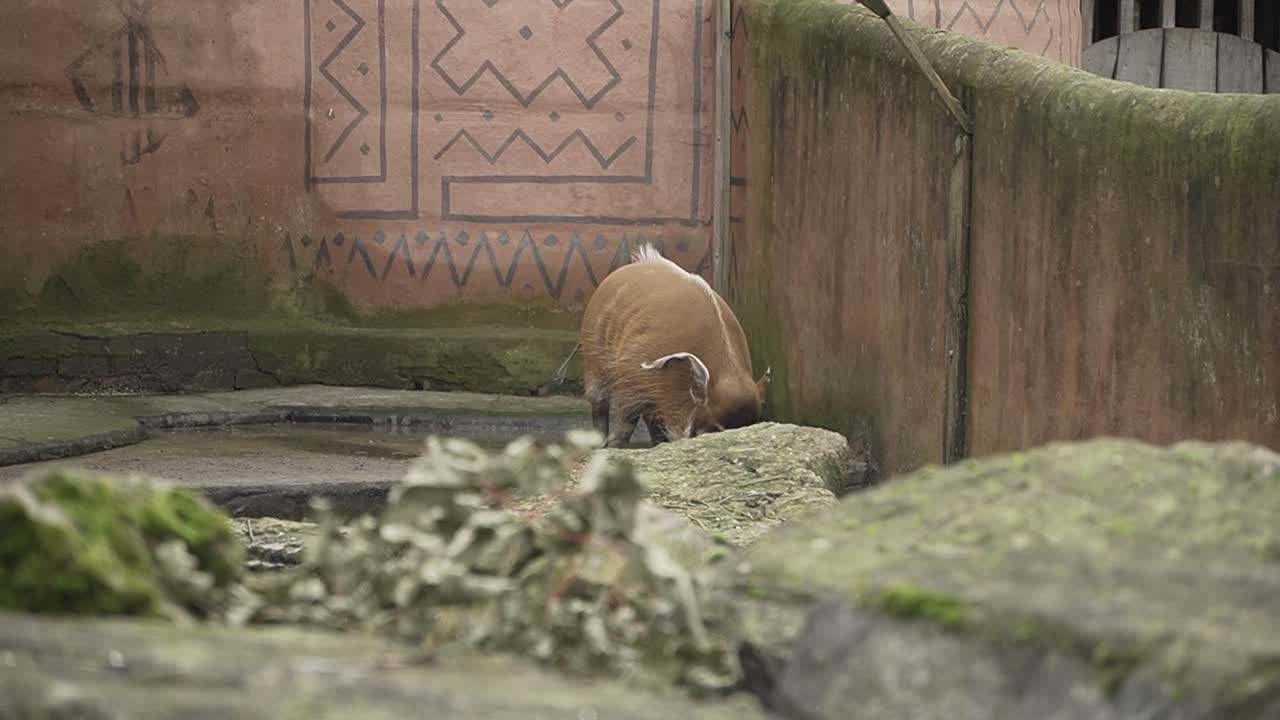Javali-africano domesticado, javali marrom peludo caminhando pelo habitat do zoológico