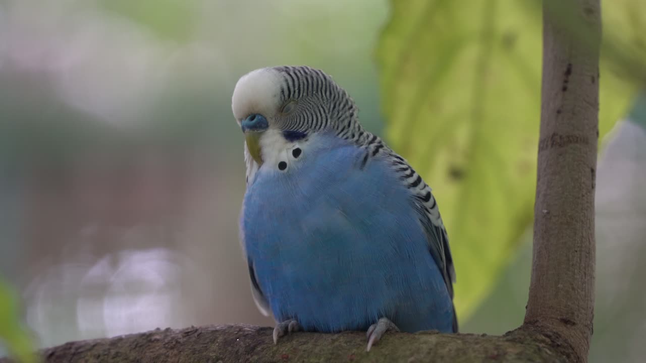 lindo periquito macho, melopsittacus undulatus con cere azul, dormir pacíficamente en la rama de un árbol en la naturaleza, esponjar sus plumas para mantenerse caliente, parque de vida silvestre langkawi, kedah, malasia, sudeste de asia