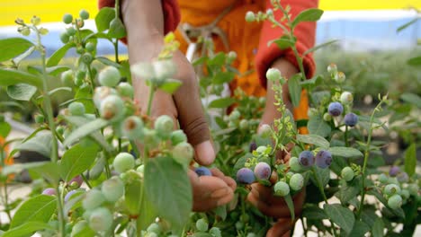 worker picking blueberries in blueberry farm 4k