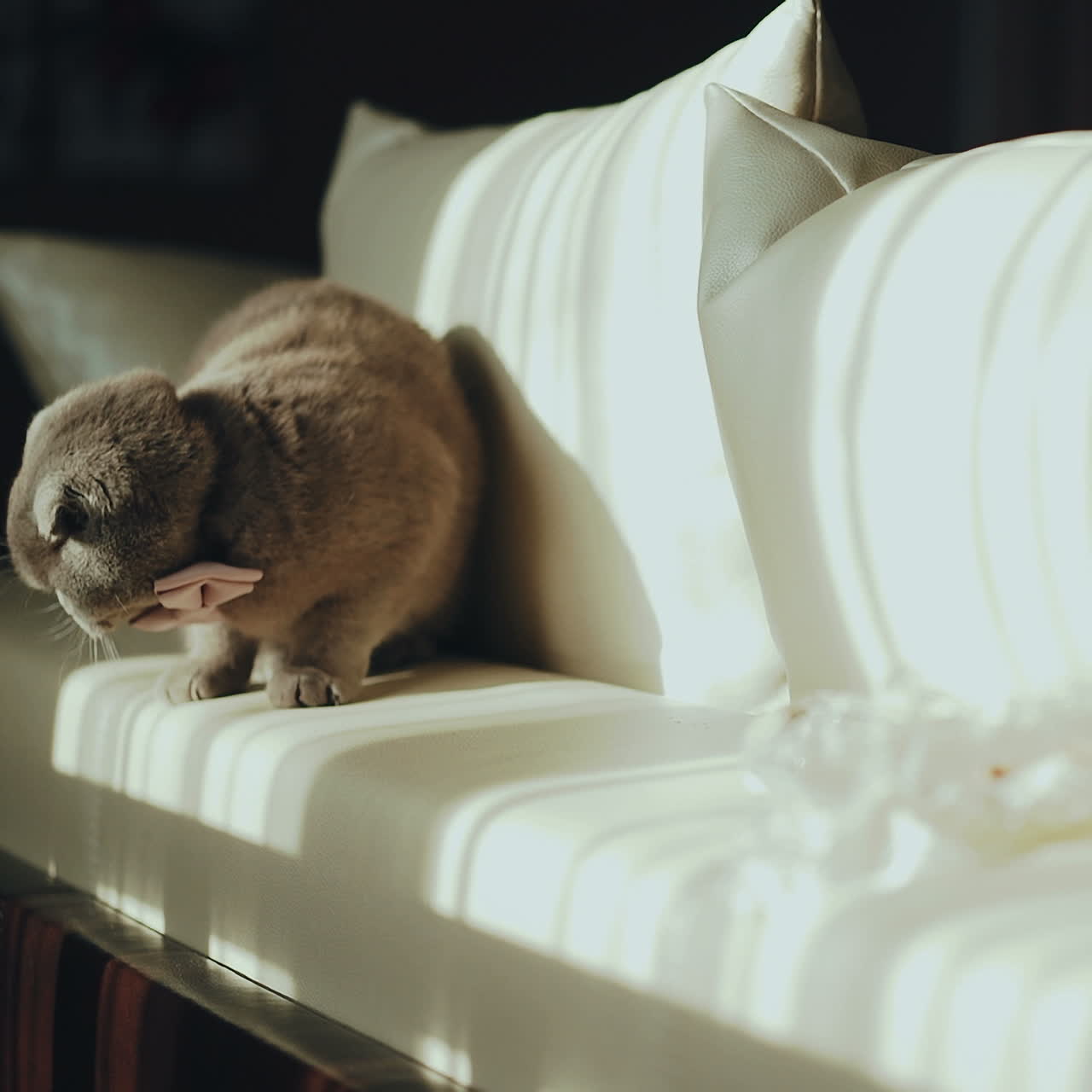 Cute British cat with orange eyes playing on the couch. Concept of pets.