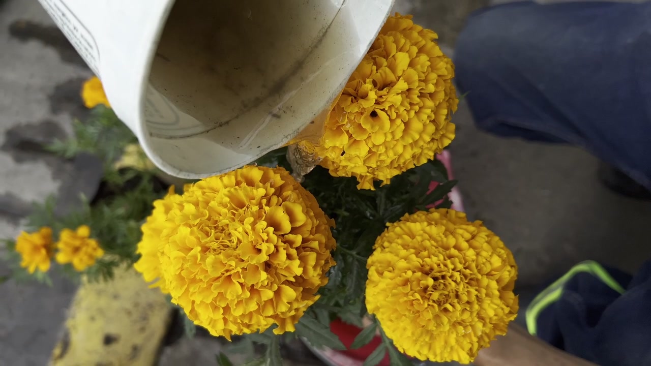 Giardiniere che annaffia e si prende cura delle piante di tagete azteco, fiore messicano