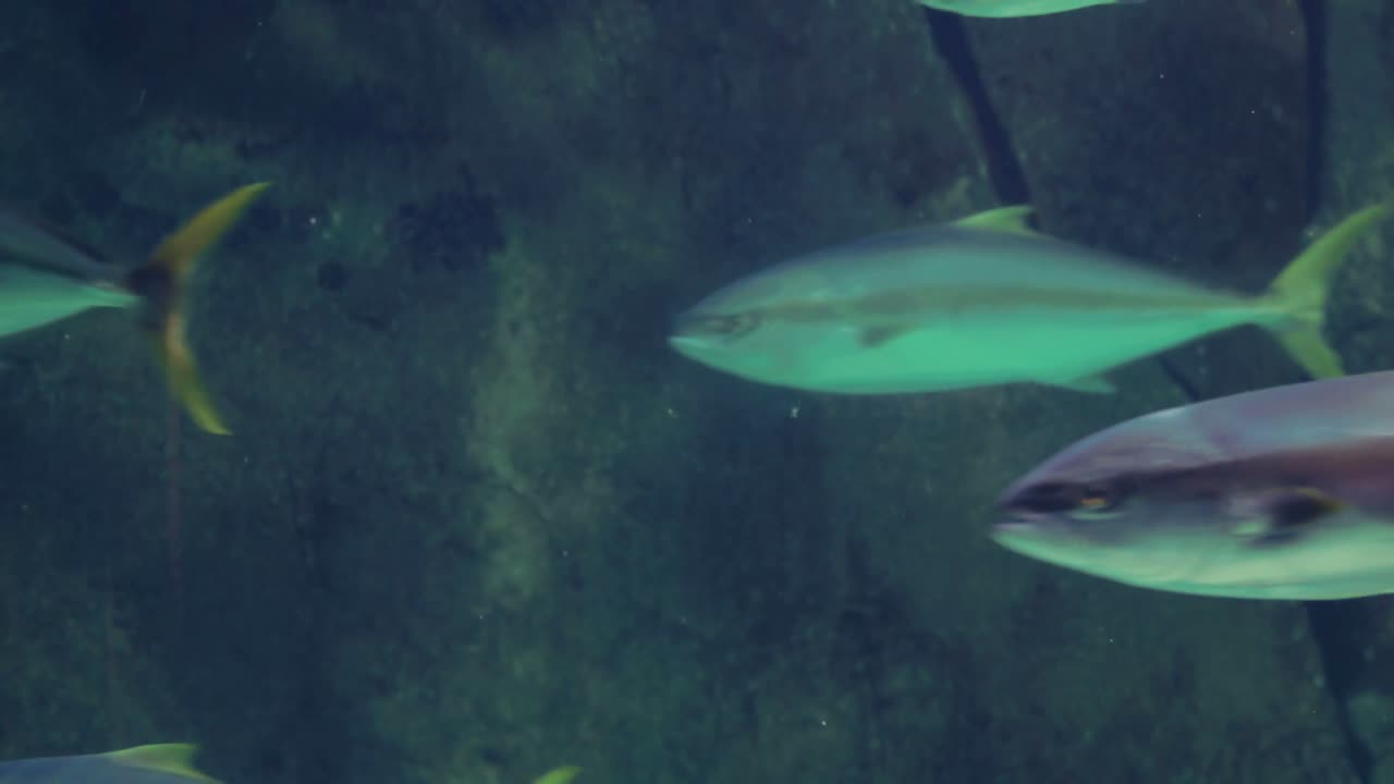 해조류 가 있는  ⁇ 크 에서 수영 하는 물고기