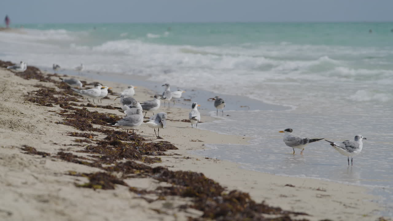 Shore of South Beach Miami with Seagulls.