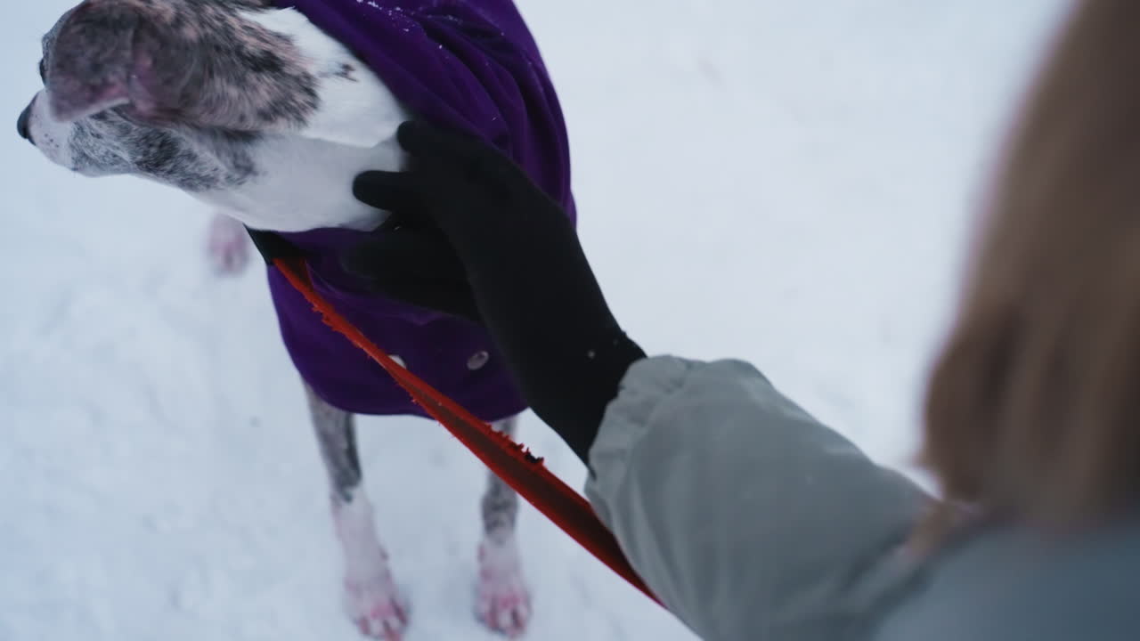 Greyhound wearing purple coat stands close to woman dressed in winter gear, red leash clipped to harness, snowy background visible, capturing quiet moment of outdoor bonding during cold