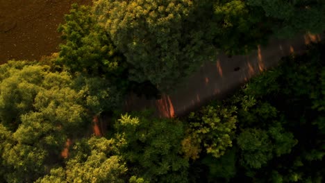 aerial view approaching a tree-lined street in the buenos aires ecological reserve, revealing a dirt road with people walking and running during the sunset