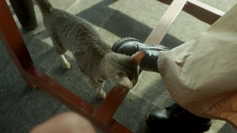 Gato-Frotándose-Contra-La-Bota-De-Una-Persona